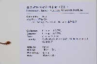 日本蹄蓋蕨藏品圖，第2張