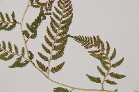 日本蹄蓋蕨藏品圖，第3張