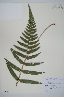 臺北鱗蓋蕨藏品圖，第1張