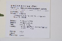 臺北鱗蓋蕨藏品圖，第2張