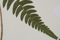 臺北鱗蓋蕨藏品圖，第3張