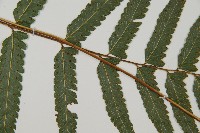 臺北鱗蓋蕨藏品圖，第4張