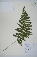 毛囊鱗蓋蕨藏品圖，第1張