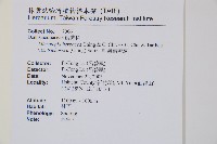 毛囊鱗蓋蕨藏品圖，第2張