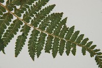 毛囊鱗蓋蕨藏品圖，第3張