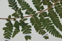 毛囊鱗蓋蕨藏品圖，第4張