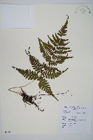 阿里山蹄蓋蕨藏品圖，第1張