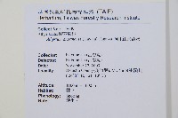 阿里山蹄蓋蕨藏品圖，第2張