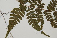 阿里山蹄蓋蕨藏品圖，第4張