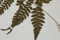 阿里山蹄蓋蕨藏品圖，第5張