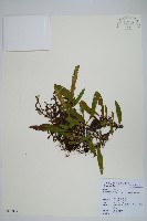 柳葉劍蕨藏品圖，第1張