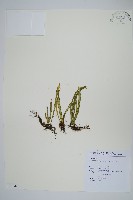 瓦葦藏品圖，第1張