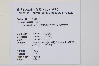 光葉鱗蓋蕨藏品圖，第1張