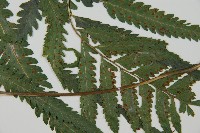 光葉鱗蓋蕨藏品圖，第2張