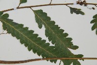 光葉鱗蓋蕨藏品圖，第3張