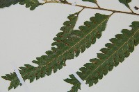 光葉鱗蓋蕨藏品圖，第4張