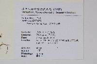 翅柄鳳尾蕨藏品圖，第2張