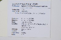 頂羽鱗毛蕨藏品圖，第2張