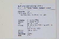 扇蕨藏品圖，第2張