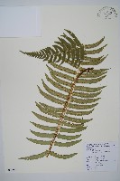 細葉鱗毛蕨藏品圖，第1張