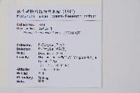 細葉鱗毛蕨藏品圖，第2張