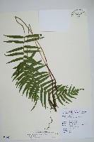 瘤足蕨藏品圖，第1張