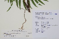 瘤足蕨藏品圖，第2張