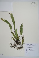 單葉雙蓋蕨藏品圖，第1張