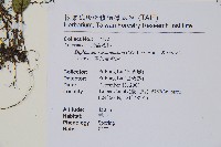 單葉雙蓋蕨藏品圖，第2張