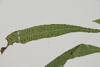 單葉雙蓋蕨藏品圖，第4張