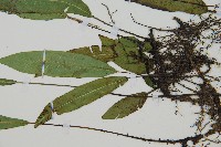 單葉雙蓋蕨藏品圖，第5張