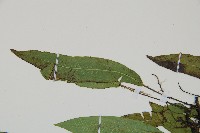 單葉雙蓋蕨藏品圖，第6張