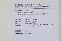 網脈刺蕨藏品圖，第2張