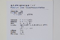 二形鳳尾蕨藏品圖，第2張