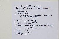 隱脈細柄雙蓋蕨藏品圖，第2張