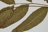 隱脈細柄雙蓋蕨藏品圖，第3張