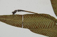 隱脈細柄雙蓋蕨藏品圖，第5張