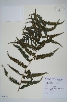 鈍頭金星蕨藏品圖，第1張