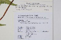 毛囊紫柄蕨藏品圖，第2張