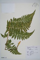 南洋假鱗毛蕨藏品圖，第1張