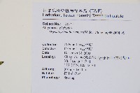 南洋假鱗毛蕨藏品圖，第2張