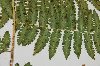 南洋假鱗毛蕨藏品圖，第3張