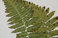 南洋假鱗毛蕨藏品圖，第4張