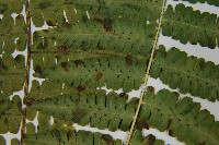 南洋假鱗毛蕨藏品圖，第5張