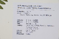 南洋假鱗毛蕨藏品圖，第7張