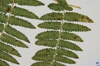 南洋假鱗毛蕨藏品圖，第8張