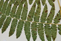 南洋假鱗毛蕨藏品圖，第9張