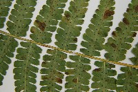 南洋假鱗毛蕨藏品圖，第10張