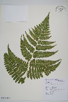 南洋假鱗毛蕨藏品圖，第11張