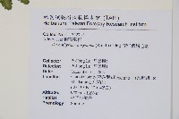 南洋假鱗毛蕨藏品圖，第12張